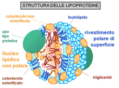 Lipoproteine